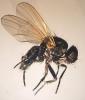 Fannia pauli